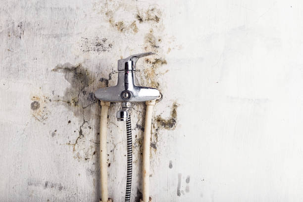 Best Mold Removal Company Near Me  in Cedar Hills, UT