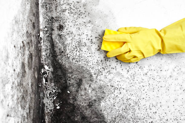 Best Commercial Mold Removal  in Cedar Hills, UT
