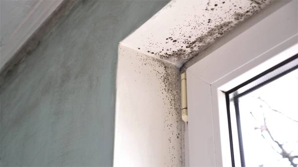 Best Mold Testing  in Cedar Hills, UT