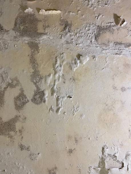 Cedar Hills, UT Mold Removal Company