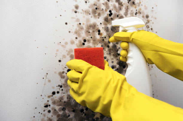 Best Commercial Mold Removal  in Cedar Hills, UT