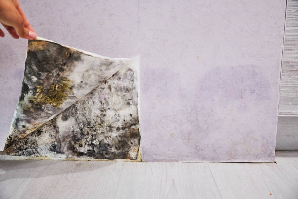Best Attic Mold Removal  in Cedar Hills, UT